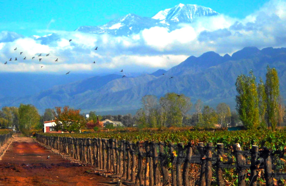 Tiano & Nareno, the rarest wine from South America